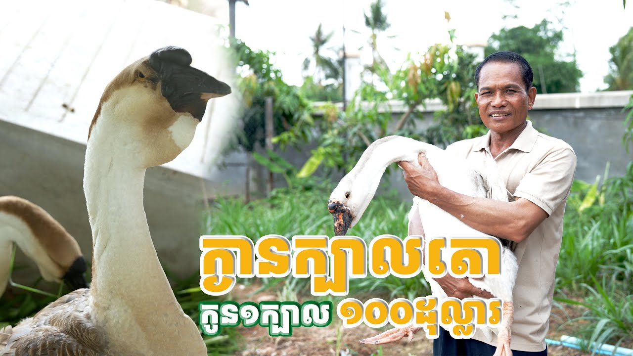 ដំបូងគិតថា ចិញ្ចឹមក្ងានក្បាលតោជាការកម្សាន្ត ឥឡូវ ក្ងានចិញ្ចឹមវិញ