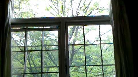 Bird keeps flying in to my window