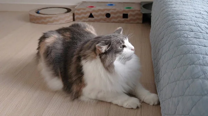 Video 284501: norwegian forest cat, tabby white norwegian, norwegianforestcat cat, blue tabby white, cat hunting, cat games