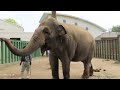 2026.04.19 ズゼのトレーニング（お座り、伏せ）※jiro撮影