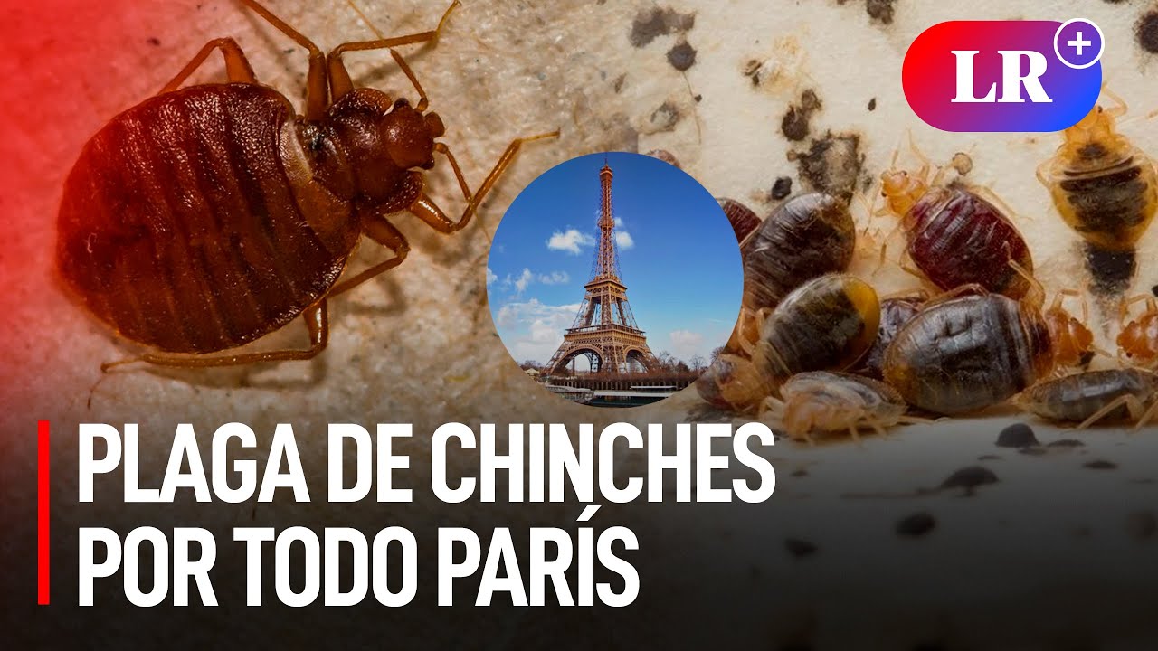 París SUFRE una PLAGA de CHINCHES en el transporte público, cines y ...