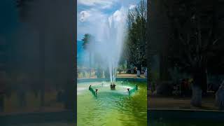 Tulip Garden Kasmir #viralshort #youtube #viral #viralvideo #reels