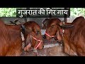 गुजरात की गिर गाय | Pure breed Gir cow from Gujarat