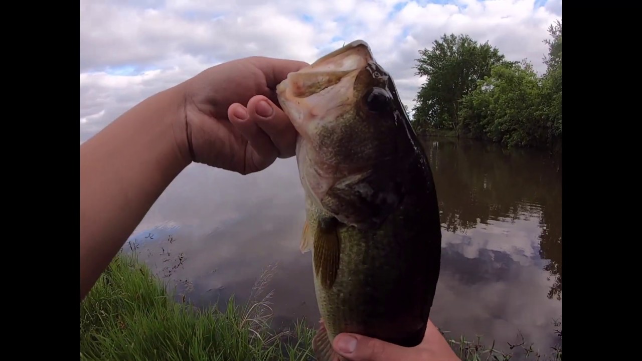 BASS HIT BAIT AT THE SURFACE!!! Bass Fishing Adventure. 