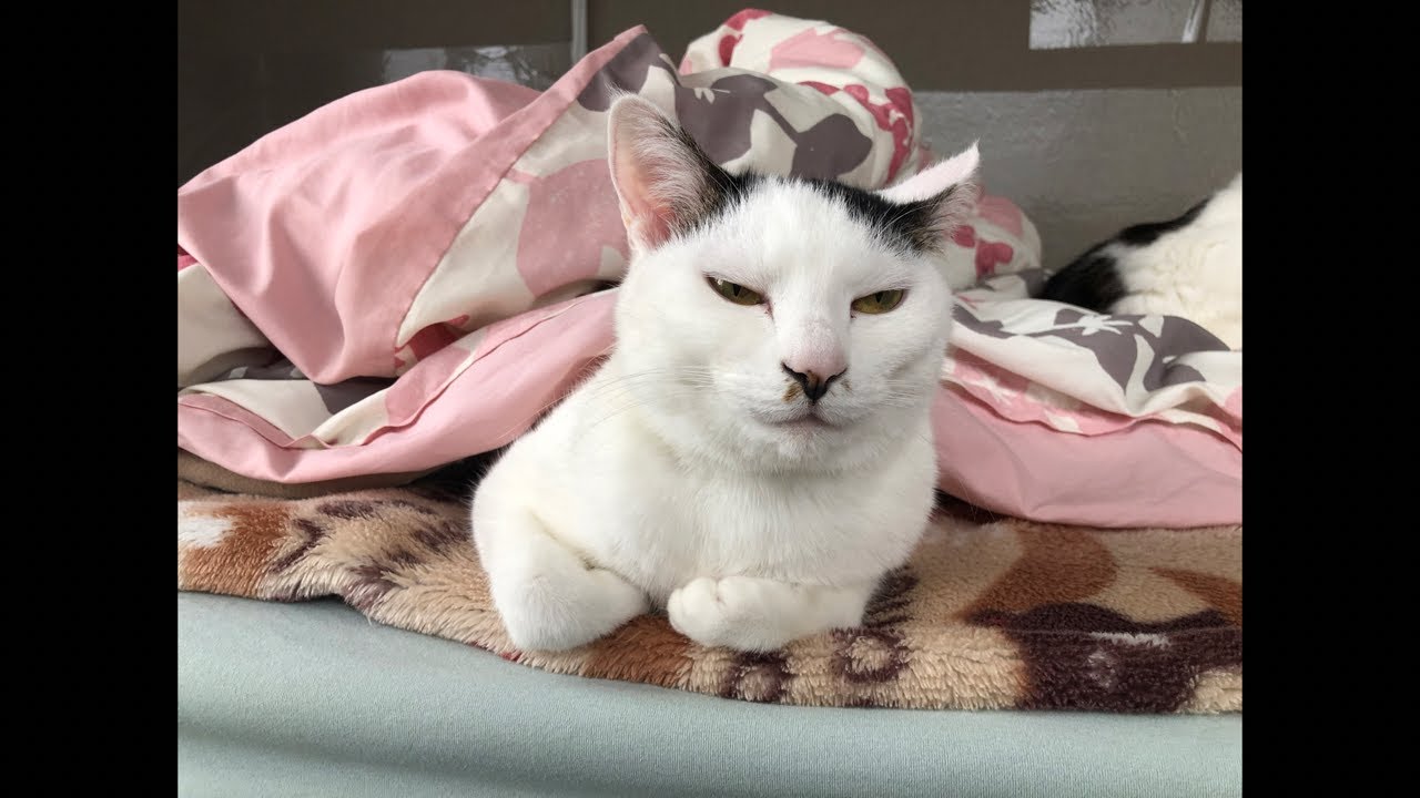 【朝だよ〜😊】ひとりじゃないよ(^o^)🐳☕🧹👨‍💻🚿🧺🐱💤🧘🤸🍚