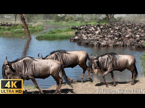 4K Африканская дикая природа - Великая миграция, Национальный парк Серенгети в Масаи Мара, Кения