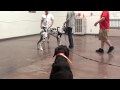 Dog Training - Proofing a Conformation Stand with Great Dane
