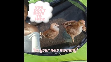 We set up our insta brooder incubator warehouse brooder (used)