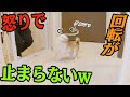 イライラするとスケート選手の様にクルクル周り出すチワワw