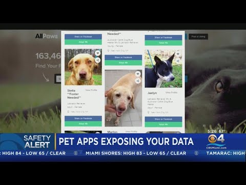 Video: Pupulárne: Aplikácia pre vaše sociálne zviera znovu vynáša Puppy Playdate