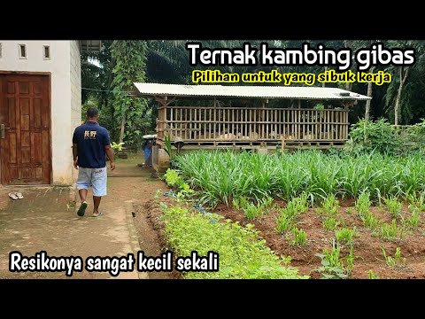 Video: Tidak boleh tandas melatih anak anjing saya?