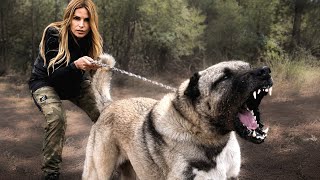 TOP 5 MOST POWERFUL WOLF KILLERS - Kangal, Alabai, Caucasian Shepherd TOP 5 MOST POWERFUL WOLF KILLERS - Kangal, Alabai, Caucasian Shepherd