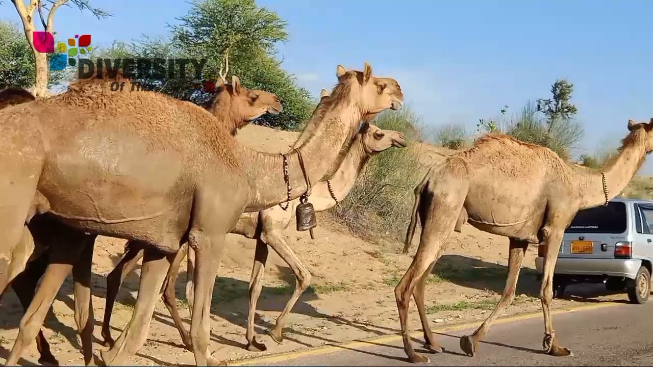 8 Camels crossing road | Camel walking | Desert camel