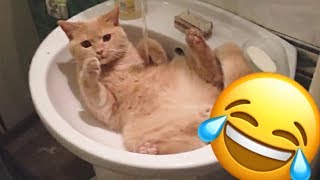 КОТЫ 2019 ЛУЧШИЕ ПРИКОЛЫ С КОШКАМИ Смешные коты и котики 2019 КОТЫ 2019 ЛУЧШИЕ ПРИКОЛЫ С КОШКАМИ Смешные коты и котики 2019