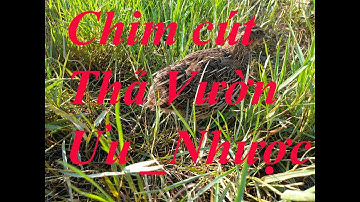 Chim cút thả vườn_ưu và nhược điểm