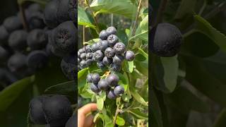 Арония Сорт Галициянка