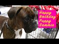 Boxer Puppy Sammie's FIRST Birthday! 🎂 😁 Presents, Balloons, Cake And Brother Rex Singing HB!!!