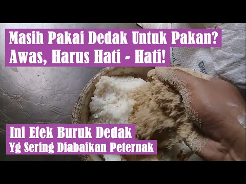 Video: Adakah rusa suka dedak?