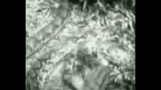 Python attacks tiger