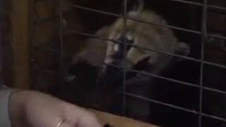 Illegal Animal Trade | Anything to Declare | BBC Studios