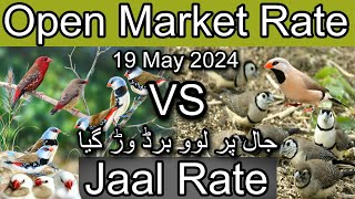 Birds price in karachi pakistanMay 19, 2024 | Jaal rate update | Open market rate update