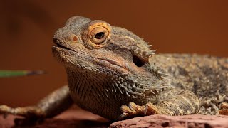 Does a Bearded Dragon Bite?🌿🐉