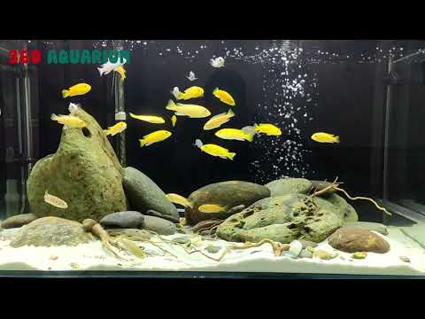Video NHỮNG MẪU HỒ CÁ ALI TUYỆT ĐẸP - youtube