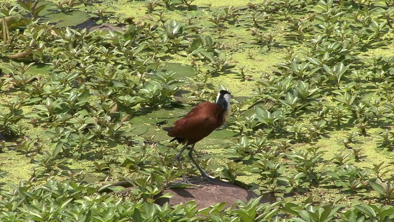 This beautiful African Jacana bird almost walks on water - watch it bathing, preening and hunting