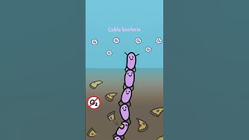 These cells are literal live wires!