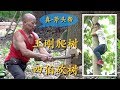 四伯说王刚爬树还行，但还是缺乏锻炼，干活都没有力气！Cut down some trees around WangGang's childhood house.