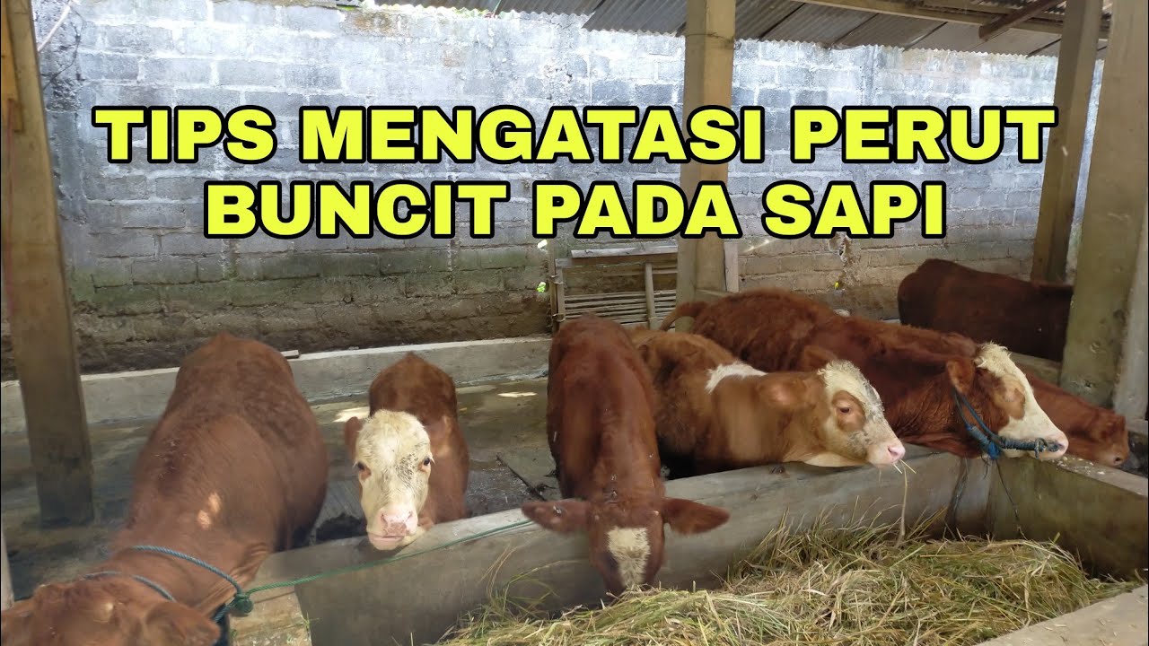 CARA SEDERHANA MENGATASI SAPI BUNCIT