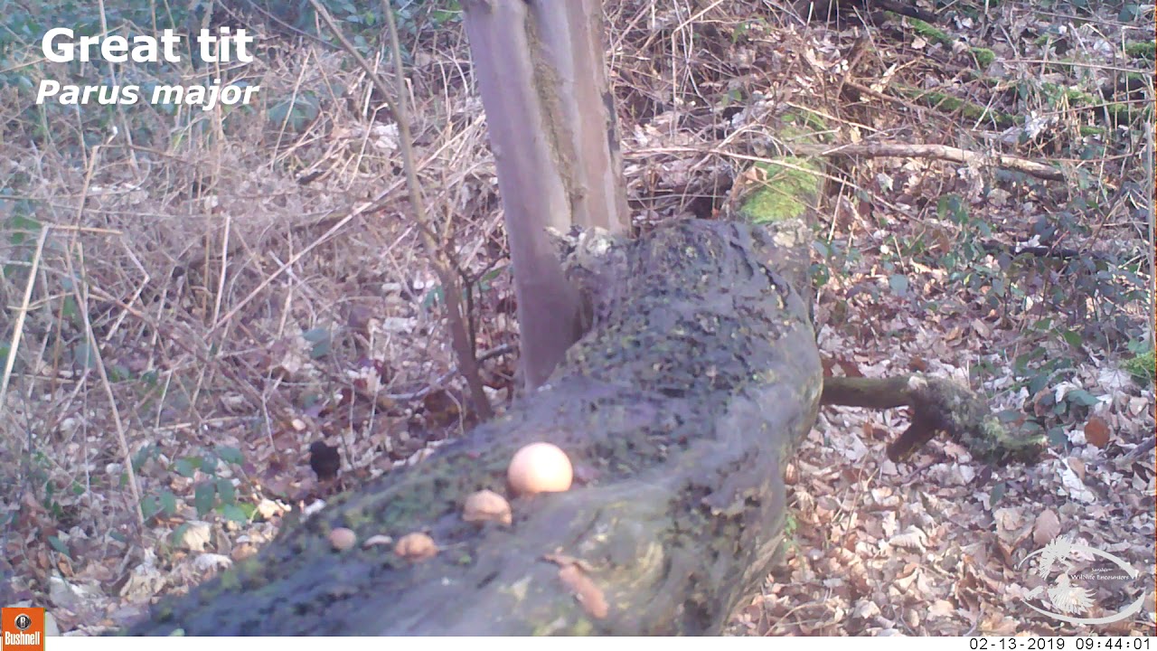 videography with iphone Camera trap update / February - Red fox, polecat, birds birds birds, domestic cat