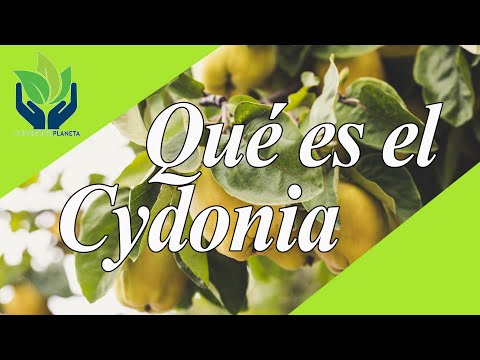 Video: Eremurus En El País: Tipos, Características De Cultivo, Ubicación