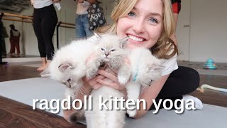 yoga with kittens (ragdoll cat breed)