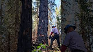Fire Weakened Timber | Timber Faller | Fire Season 2023 #wildlandfirefighter