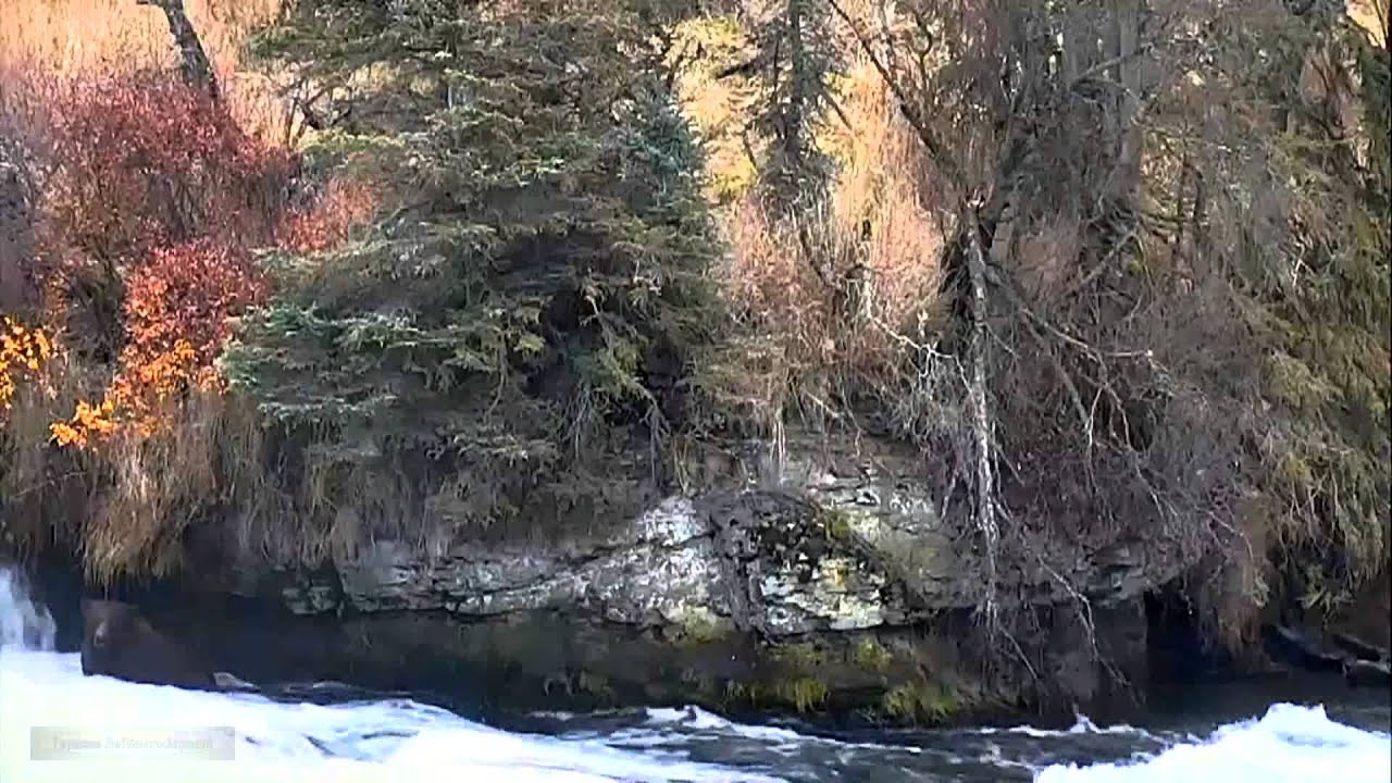 WildLife Alaska Медведи поздней осенью на реке Брукс Optimistic bears at Brooks River in autumn
