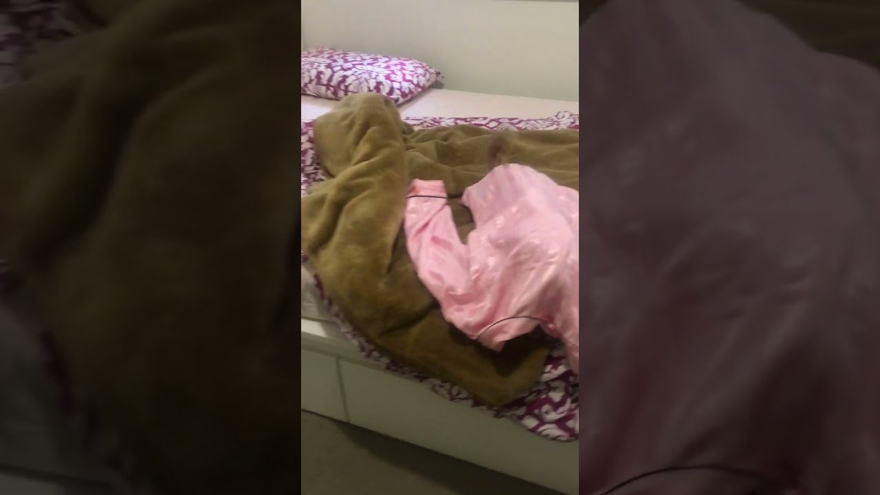 Playful Dog Hides While Tail Wagging in Anticipation