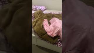 Playful Dog Hides While Tail Wagging in Anticipation