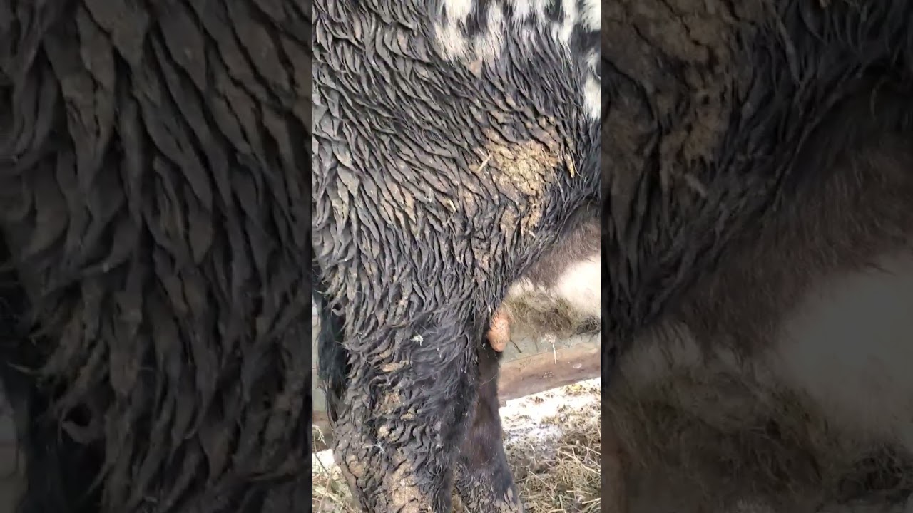 Signs of Labor on a cow. One of my heifers currently I'll let ya know when she drops a calf.