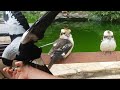 Kookaburras swimming and catching! And a magpie fight! Adventures with a magpie on my arm part 3/3