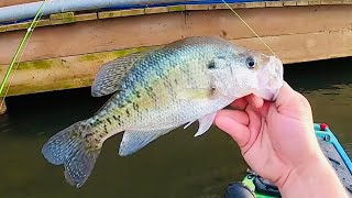 Have YOU Tried This CRAPPIE FISHING TECHNIQUE⁉ CRAPPIE FISHING WITH A JIG‼