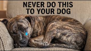 15 Mistakes That Make Your Dog Think You Don't Love Them