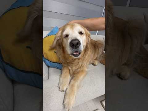 강아지가 제일 행복한 순간은 따로 있었습니다 🥹🐶 thumbnail