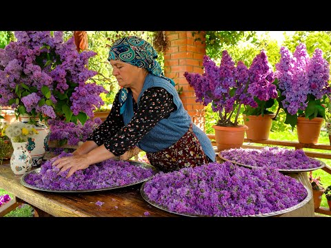 Bahar Leylaklarının Toplanması ve Çay İçin Kurutulması🌿