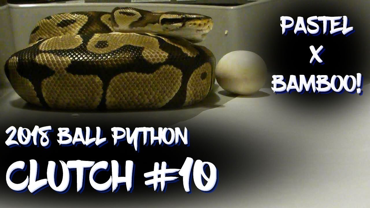incubator baby 2018 Ball Python Clutch #10