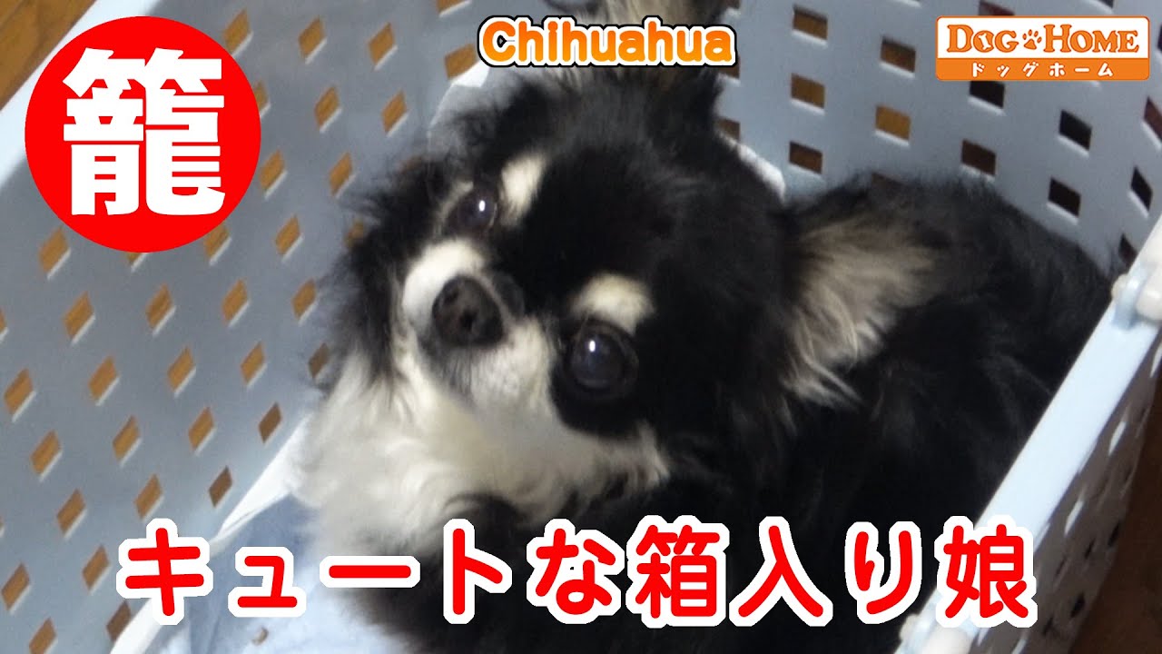 プロ が行う ! 【チワワのカット　チワワ（ロングコート）ライムちゃん】　ドッグホーム  犬のトリミング