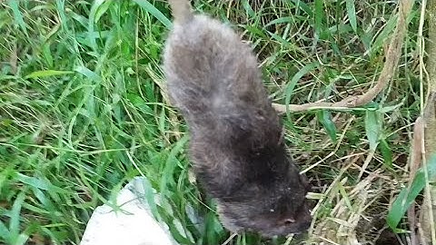 bất ngờ túm được đuôi chuột rừng to như con dúi khi đang thăm bẫy chuột 