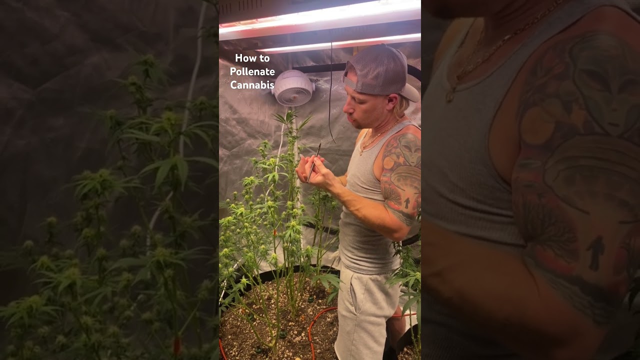 How to pollenate your Cannabis 