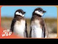 The Animals Of Patagonia (Wildlife Documentary | Real Wild