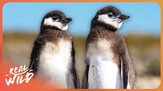 THE ANIMALS OF PATAGONIA WILDLIFE DOCUMENTARY